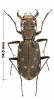 Calomera littoralis nemoralis
